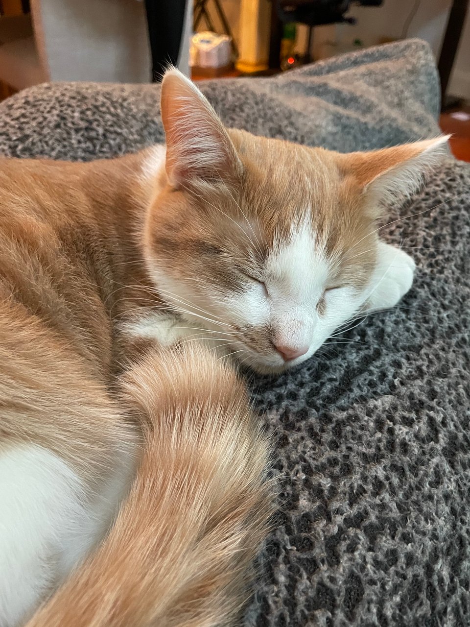 Sleepy kitten in my lap