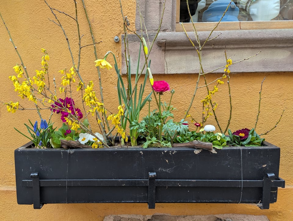 A box of flowers on a cheerful yellow wall