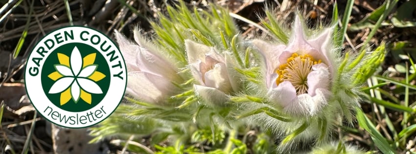Pasque flowers starting to emerge after a long winter. The Garden County newsletter logo is overlaid.