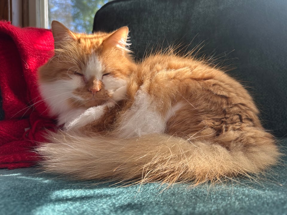 a fluffy orange and white kitty basking in the sun and his misappropriated seat