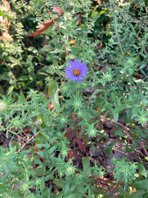 This is a color photo of a putple aster blooming amist green foliage. It has a yellow center.