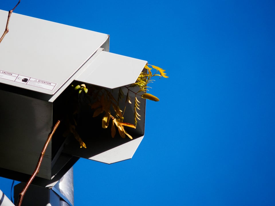 A CCTV camera obscured by branches.