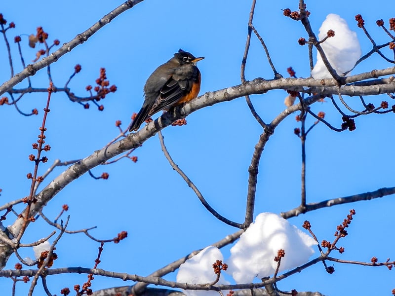 The early bird gets the – uh – unpredictable March weather. We think we know how this stoic American Robin feels as it awaits spring warmth. / Photo by Steve Dietz