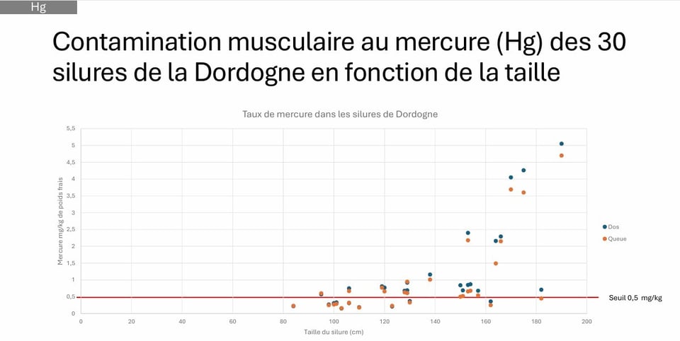 Extraction des données de contamination de la chair de silure par Défense des Milieux Aquatiques : dès un poids assez faible de l'ordre de 8 kilos, la quasi-totalité des 30 silures de la Dordogne contiennent trop de mercure.