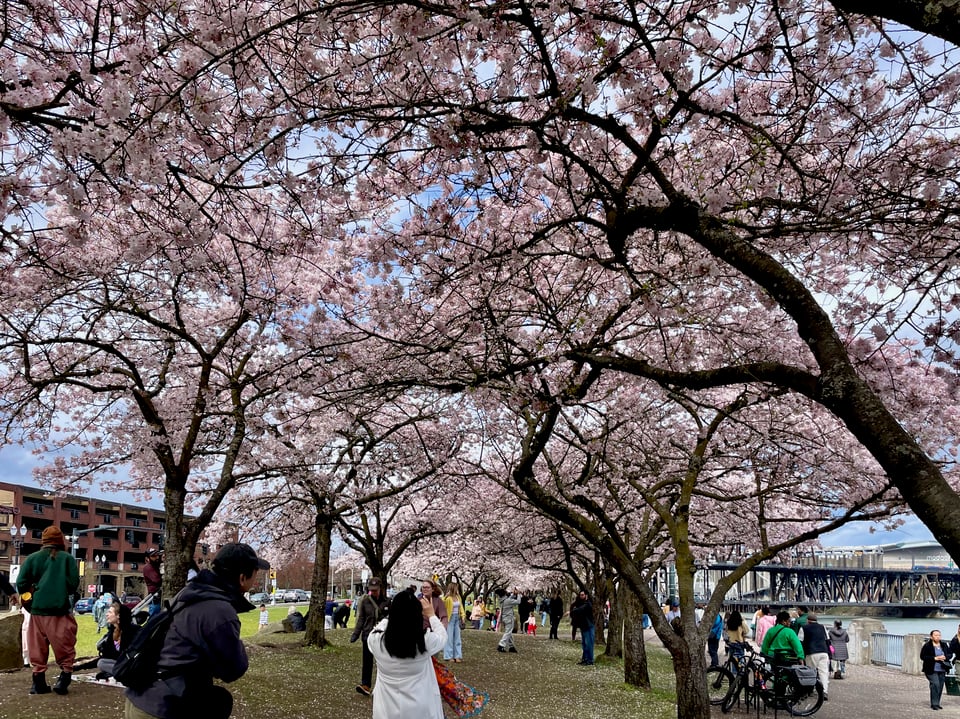 cherry blossom area full of people taking pictures, parking their bikes, picnicking, and strolling