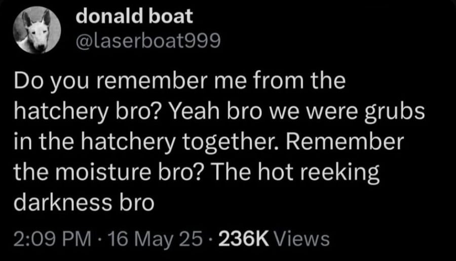 Twitter screenshot from @laserboat999. "Do you remember me from the hatchery bro? Yeah bro we were grubs in the hatchery together. Remember the moisture bro? The hot reeking darkness bro.