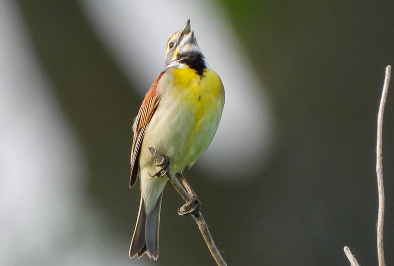 The Dickcessel is a late arrival in June, but once it's here, be prepared for it to never give up the spotlight with its incessant calling. Look for it on the telephone wires along County Rd. 2 near the entrance to the park. / Photo by Steve Dietz