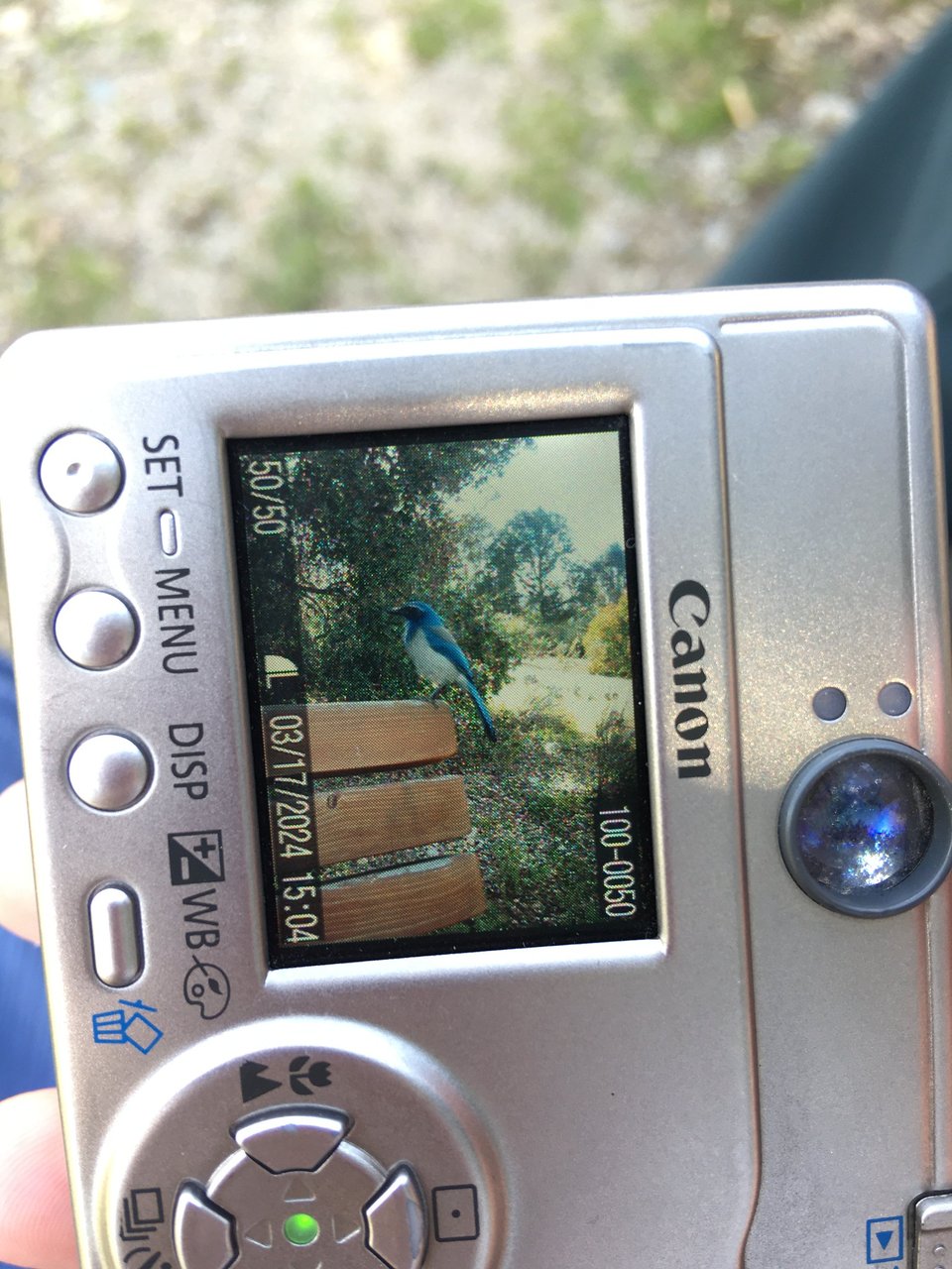 A photo of the back of a 2000's digital camera, with a postage stamp-sized screen. On the screen is a very petulant looking western bluebird, perched on the back of a wooden bench.
