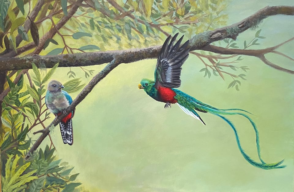 a male and female replendent quetzal