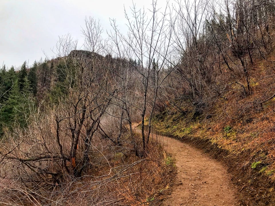 Forest burned by wildfire in the Columbia River Gorge
