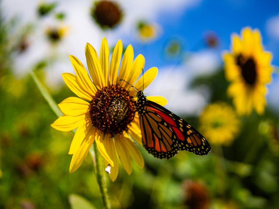 A monarch butterfly perches on a sharply focused sunflower. There are more out of focus flowers scattered amongst the background.