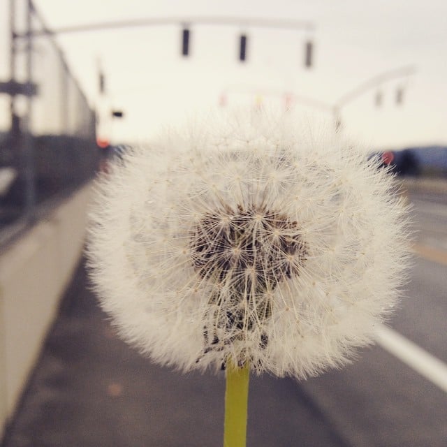 A photograph of a dandelion puff, held close and in focus, so the background of a sidewalk on an overpass is blurry.