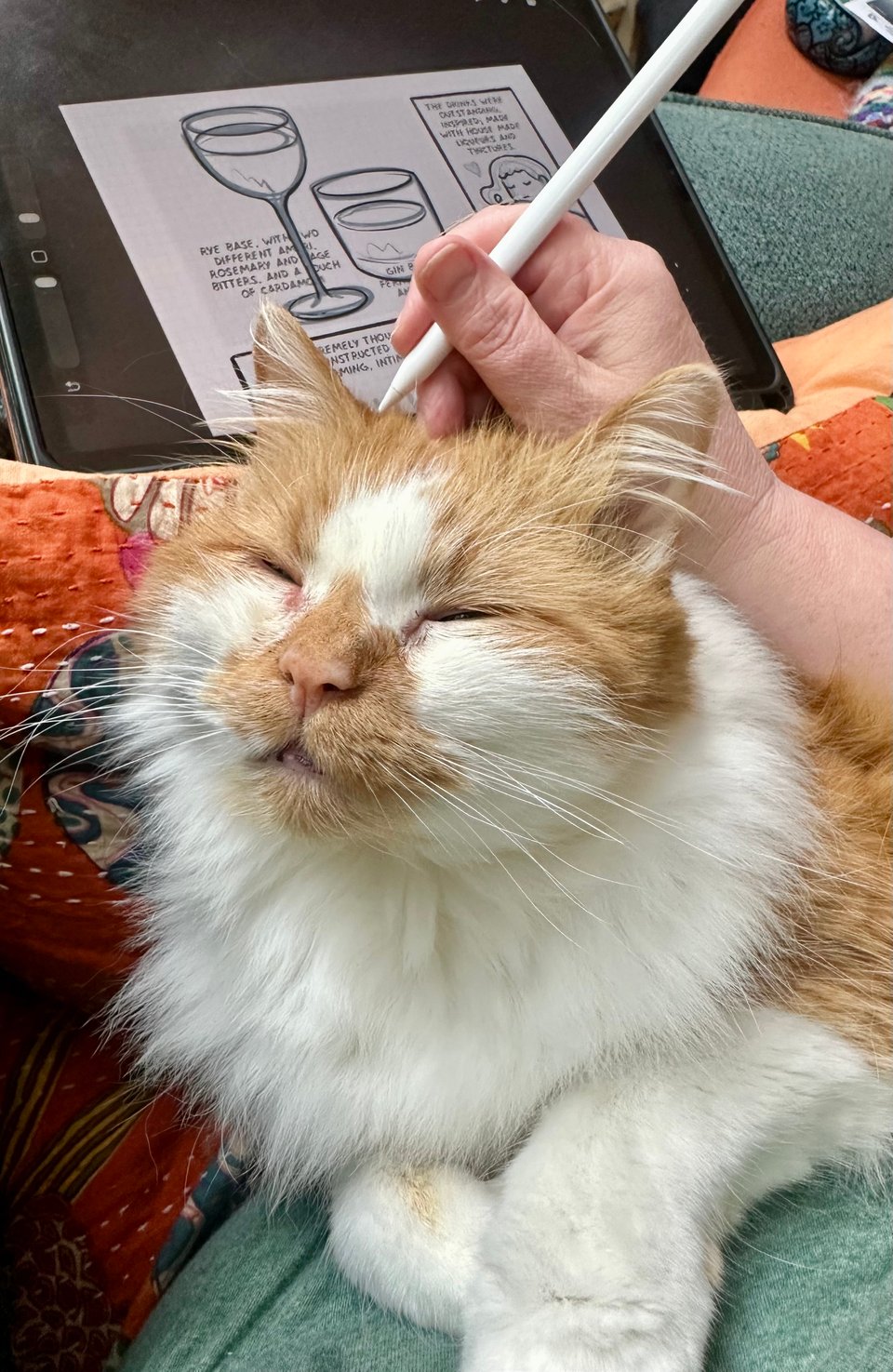 a smug fluffy orange and white kitty blocking a drawing tablet with his fluffy self
