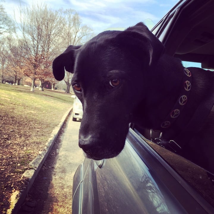 Black Labrador with big eyes, sticking her head out car window. She wears a collar with rainbow peace signs.