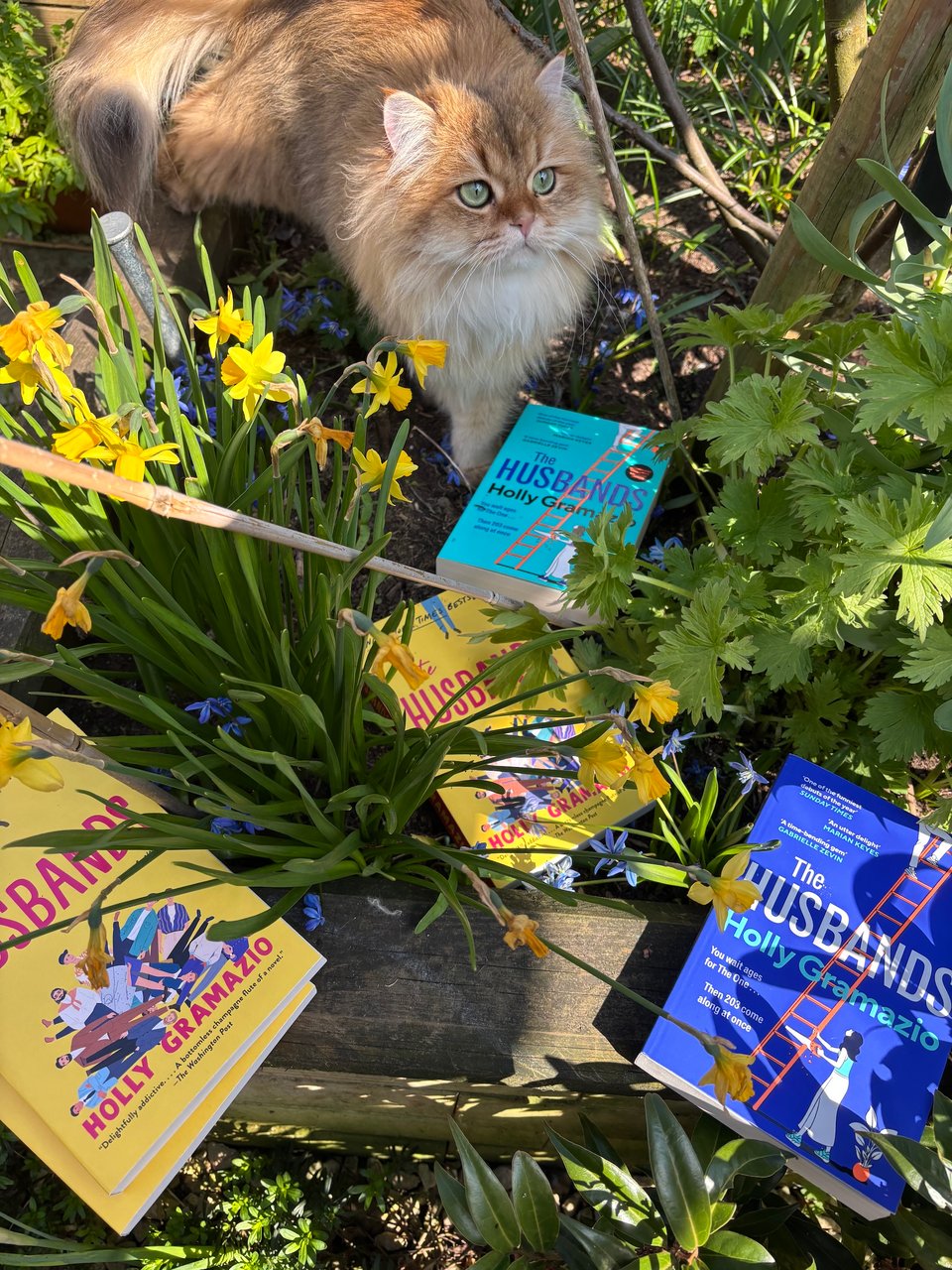 A very beautiful fluffy cat in a garden, among various paperback copies of The Husbands