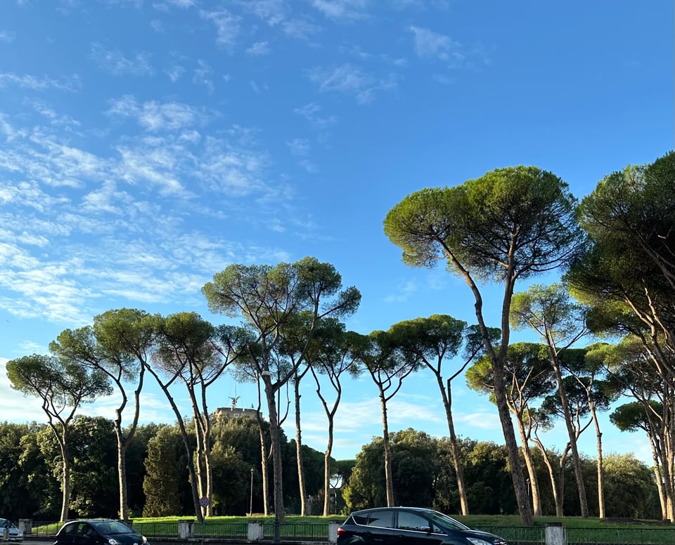 photo of stone pines in Rome
