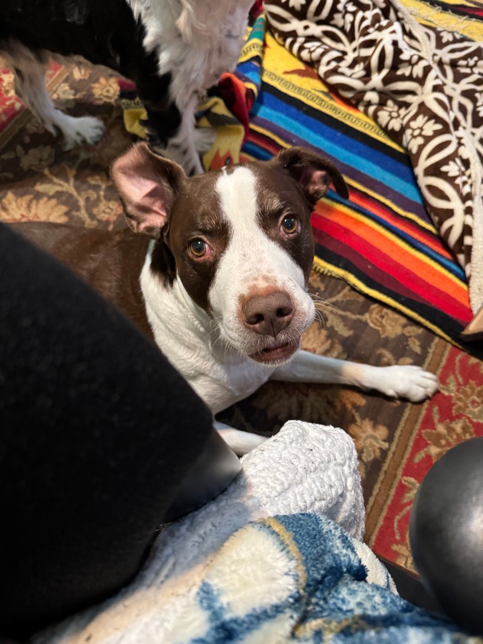 Charlie, a brown and white dog with one ear folded back, looks up that the camera as if startled