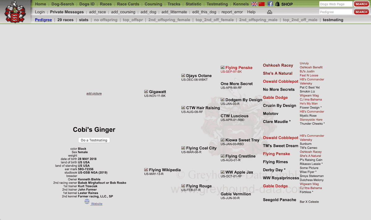 Riley's racing name was "Cobi's Ginger," and she her family tree had a lot of "double ancestors" — the same dog on both sides of the family tree.