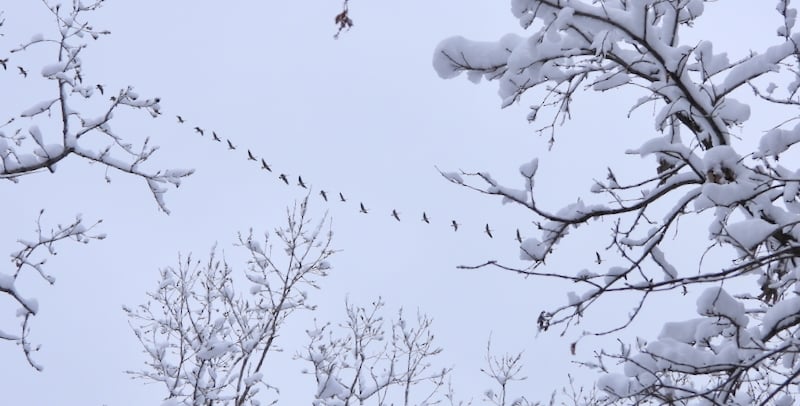 Swans do their thing, noisily, in a December sky. / Photo by Steve Dietz