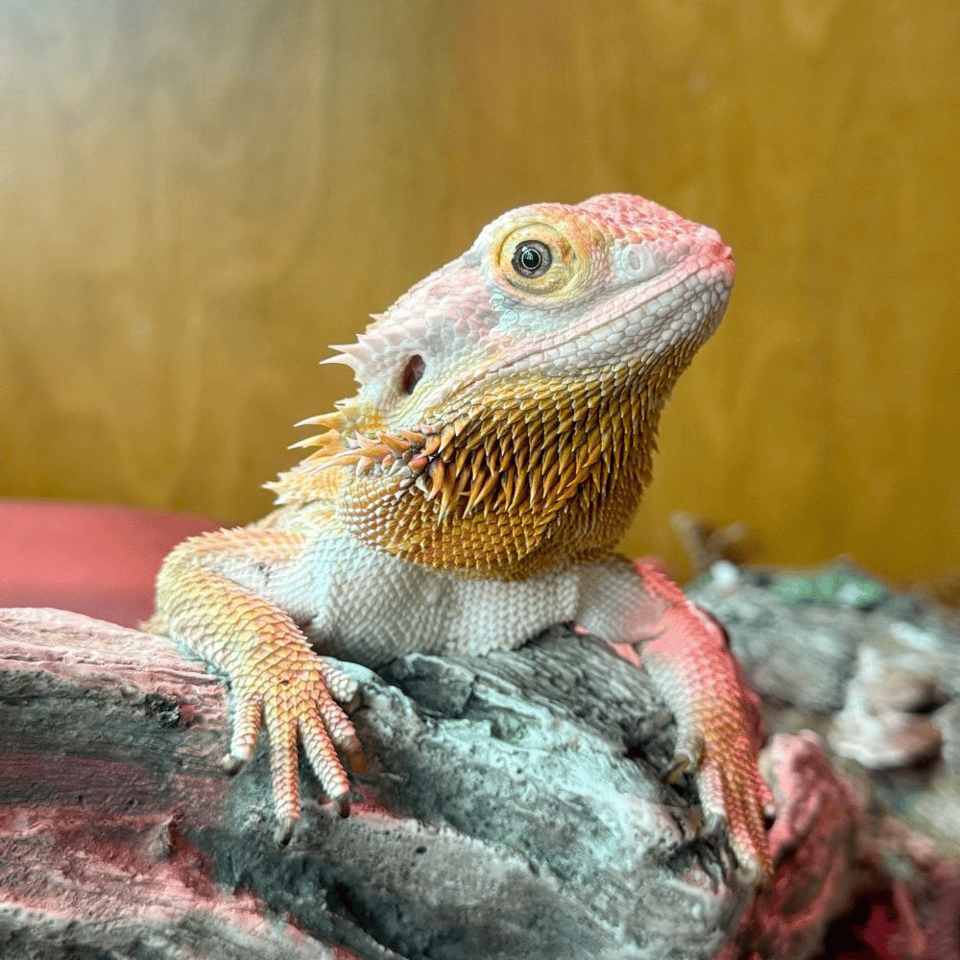a lizard's resting on its front limbs on a rock. he is light greenish, lit with a red tone and has yellow under-chin scales.