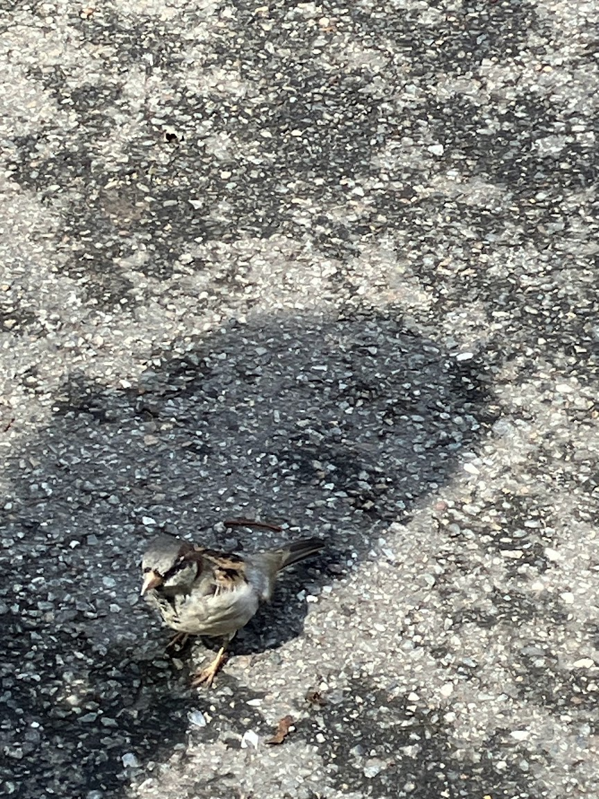A bird that wanted to steal my egg bagel sandwich. Central Park