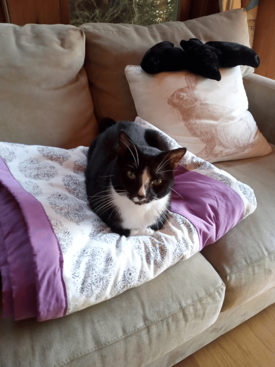 My tuxedo cat Milo sits contentedly on the new quilt.