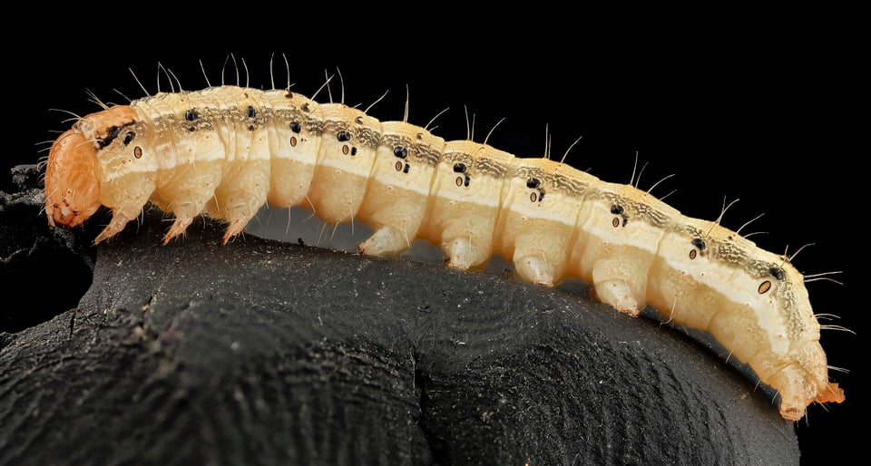 an ear of corn worm