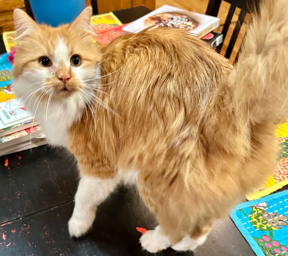 an indignant looking fluffy orange and white cat up on said table like he knows he's not supposed to be