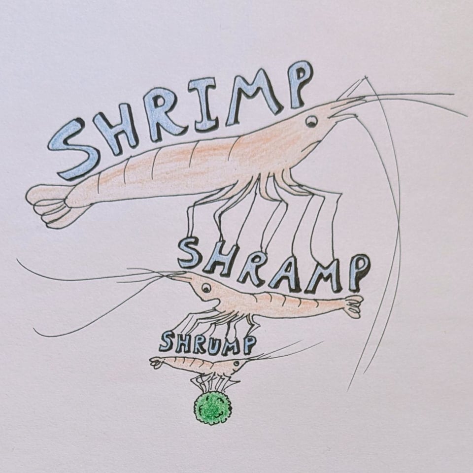 A silly drawing of a large shrimp (named SHRIMP) balanced on a medium shrimp (named SHRAMP) balanced on a small shrimp (named SHRUMP) balanced on a marimo (a moss ball).