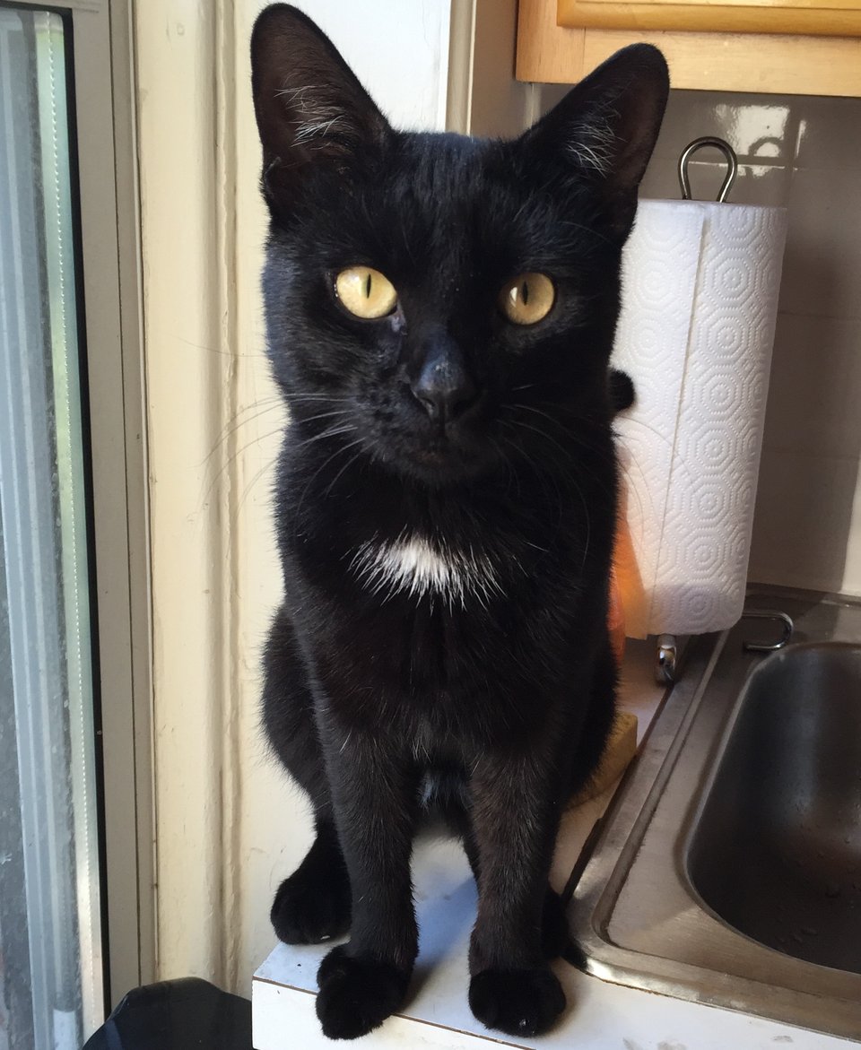 adorable black cat sitting on sink near window