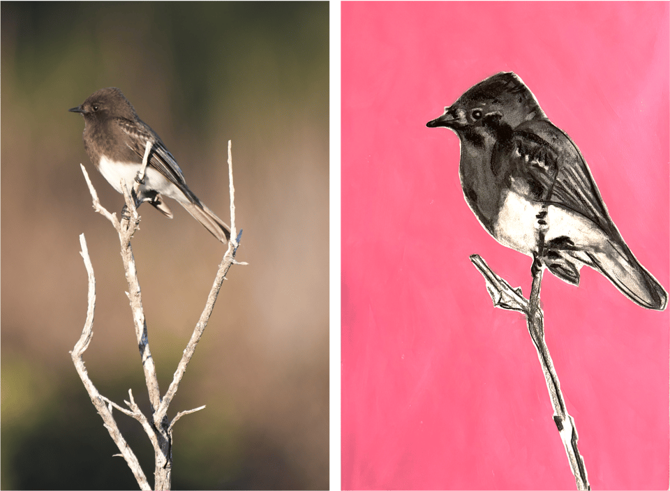 A photo of a Black Phoebe perched on a branch that I took (left) and a charcoal drawing I made based on that reference photo (right).