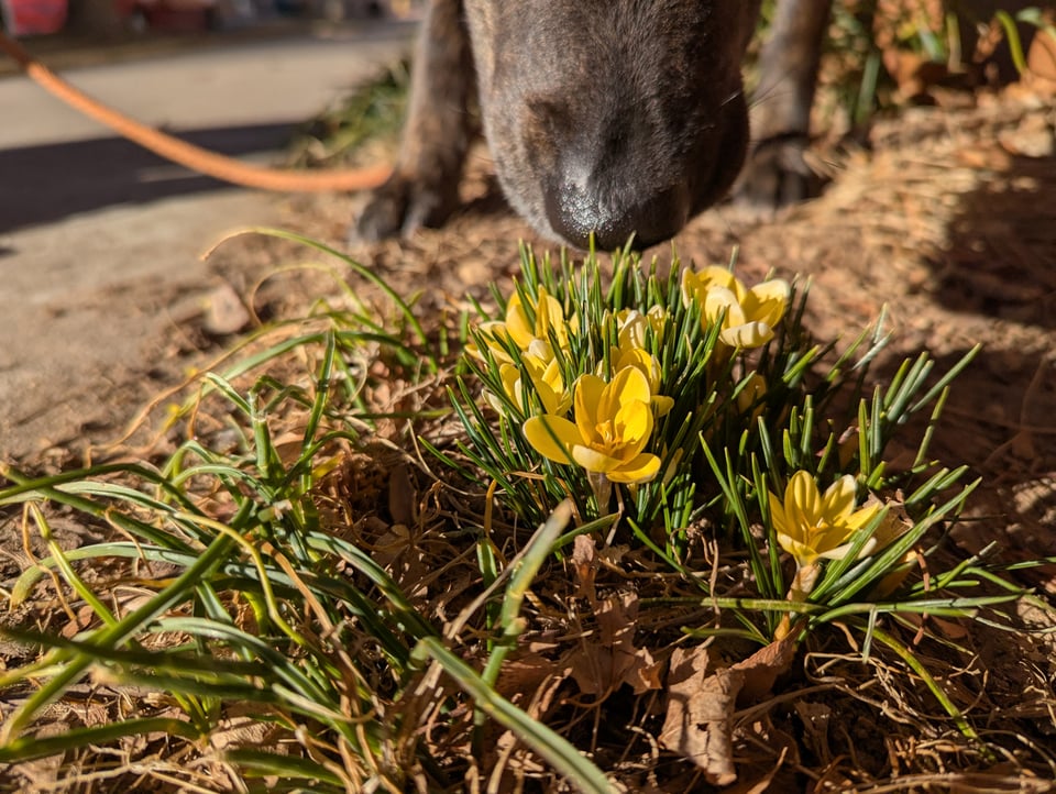Crocuses that a dog is sniffing!