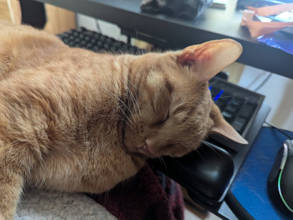 An orange tabby cat balancing between my lap and my keyboard rest. The greatest advantage of a mechanical keyboard is that it's easy to clean the fur out when a key starts sticking.