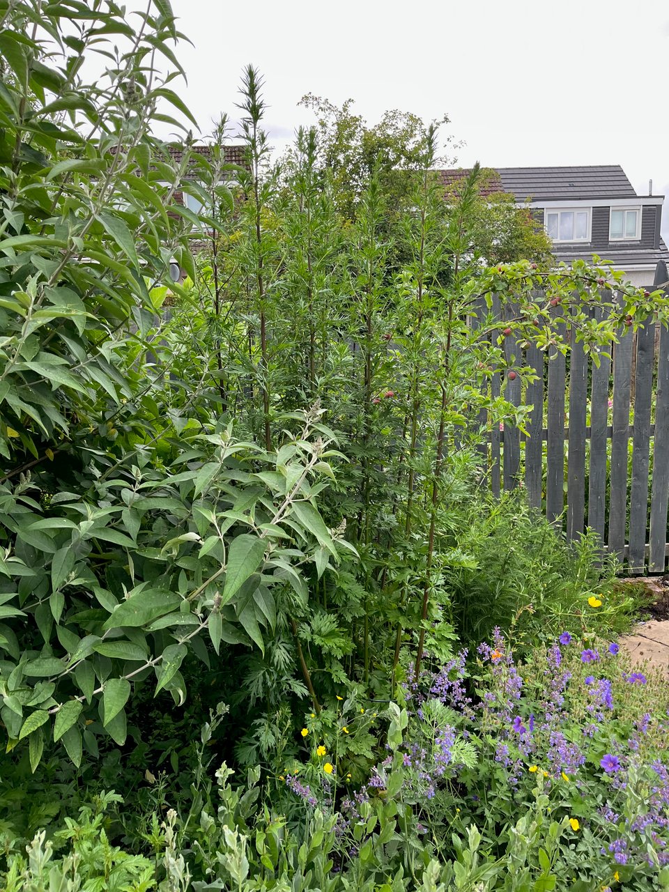 the magical garden - a big buddleai to the left, in front foliage of alchemilla, vervain and costmary,behind, purple flowers of catnip and cranesbillwith the tall stand of mugwort. At the back a young apple tree qith small apples forming, and a clump of yarrow, very lush.