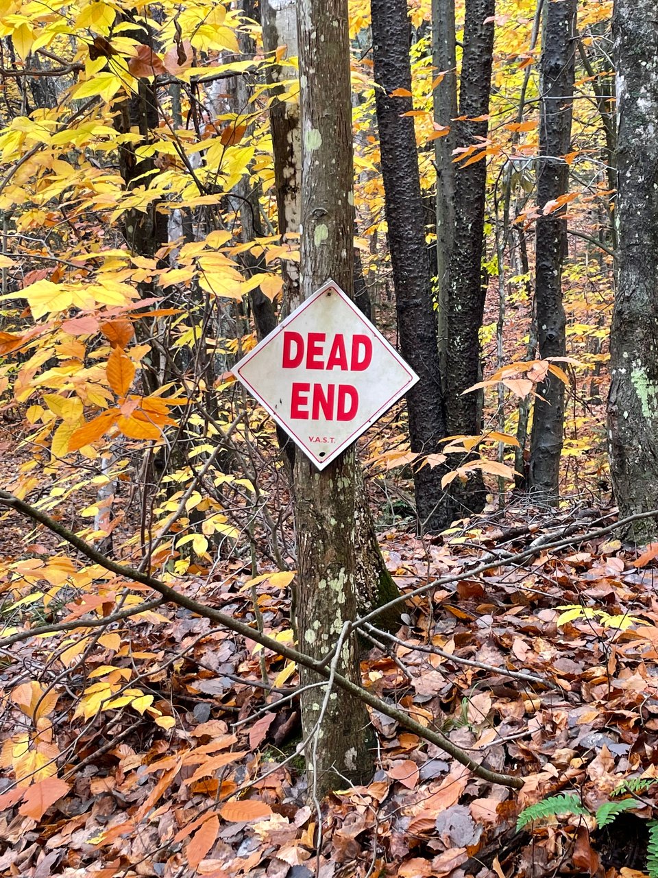 A white diamond shaped sign with large red lettering reading DEAD END. The sign is affixed to a tree and all around are golden autumn leaves.