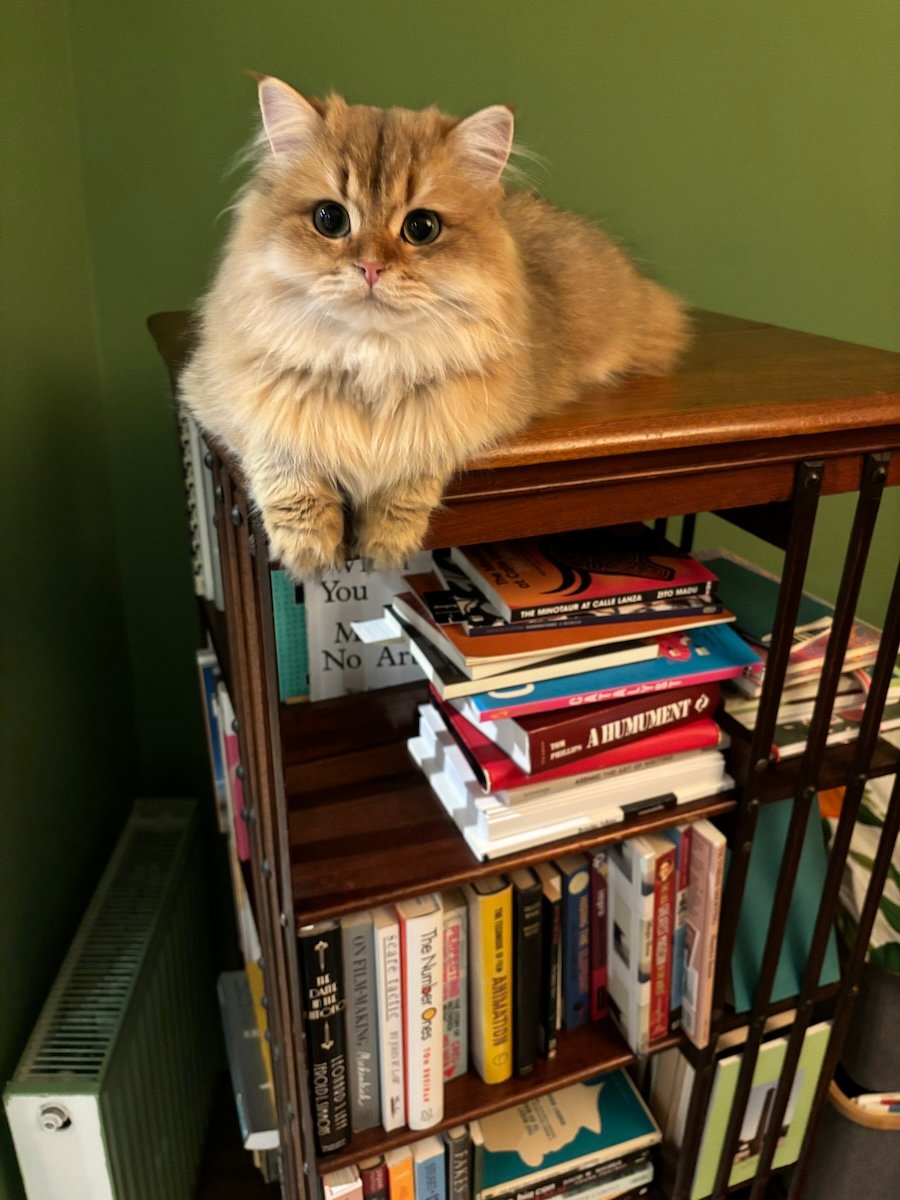 A cat sits on top of a bookshelf