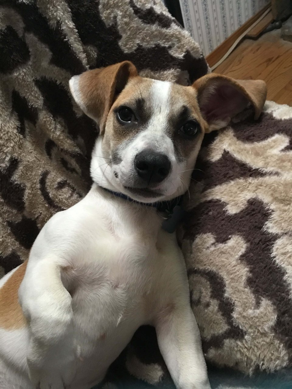 This photo shows a cute, white and tan mixed breed puppy