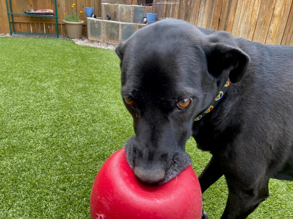 Walker-girl, a black labrador dog, holding a red Jolly ball in her mouth as she plays in her backyard. Photo taken sometime in 2020.