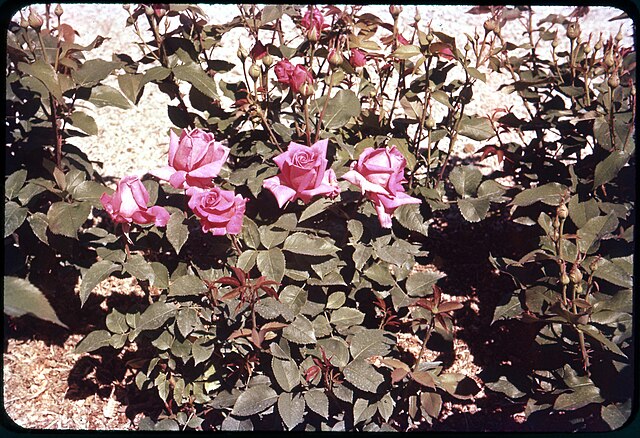 A bush of pink roses