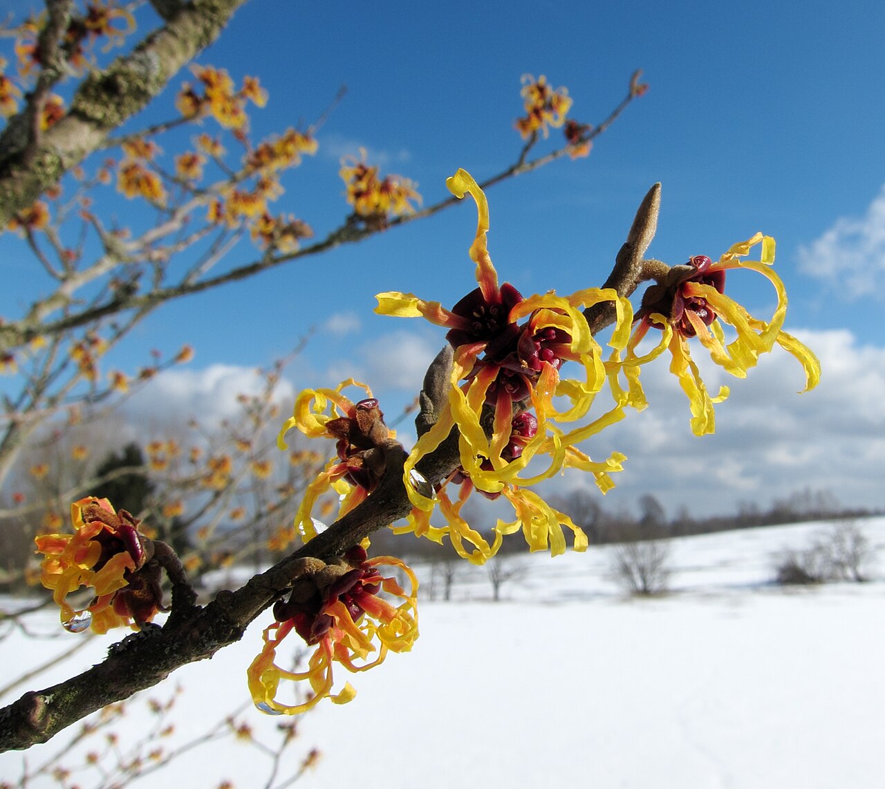 Witch hazel flowering in winter (from Wikipedia)