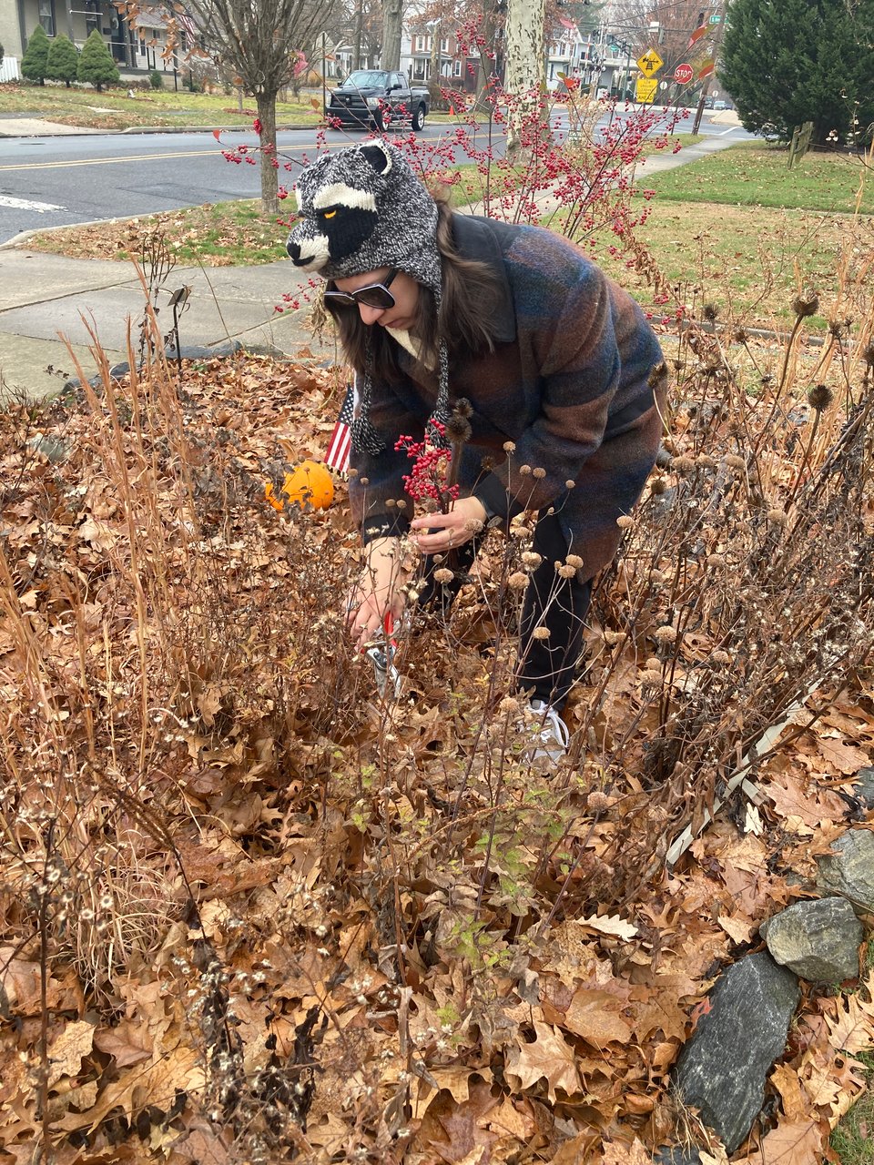 Woman in raccoon hat harveting native plants from winter native plant garden