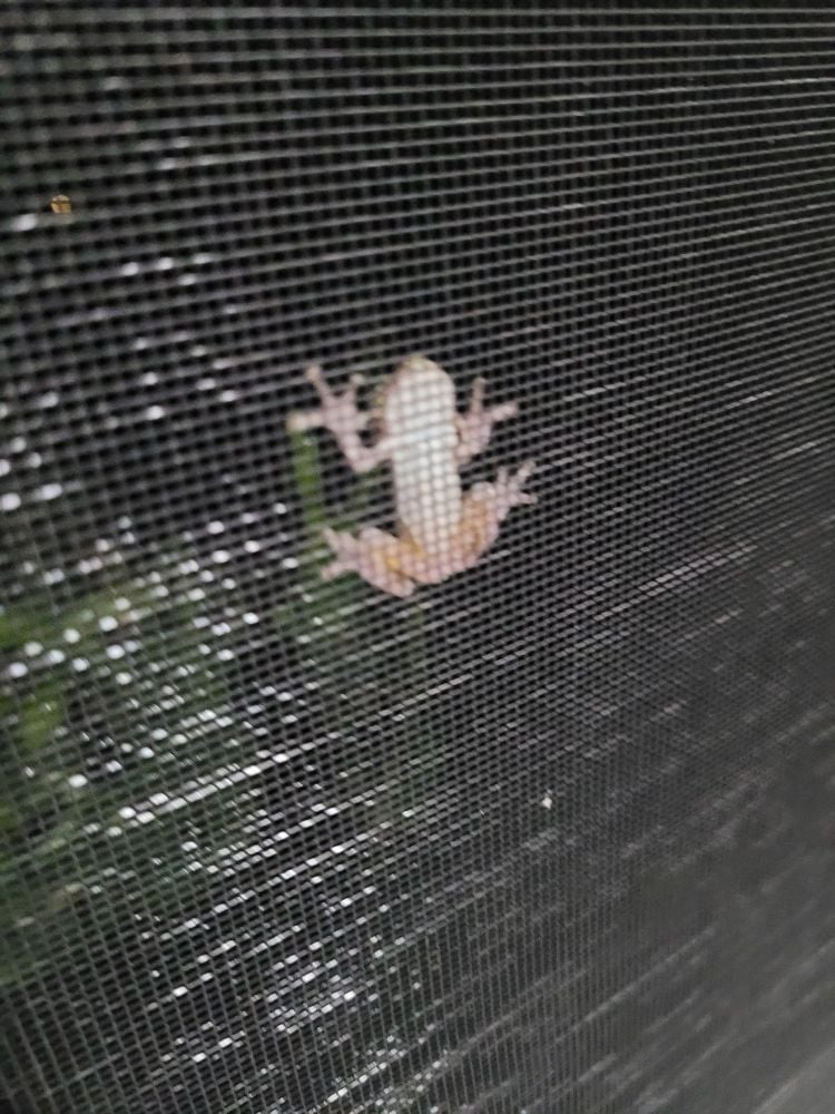 The pale brown belly of a tiny frog which has attached itself to the windowscreen. He peep.
