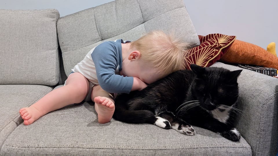 A toddler burying his face into a tuxedo cat, Walter, on a gray couch.