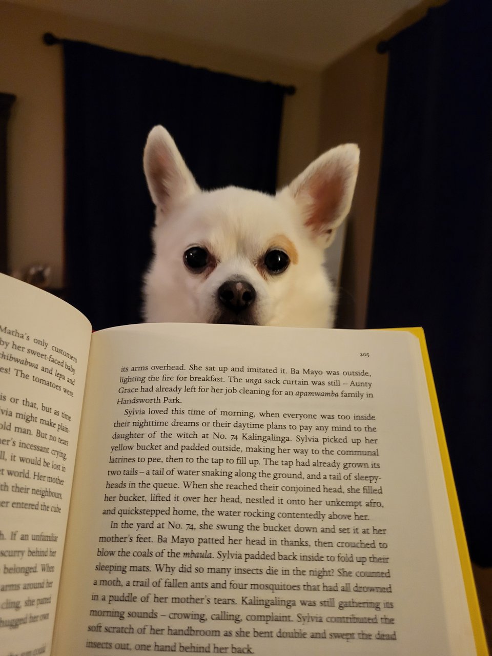 A chihuahua head appears over the top of an open book that I'm trying to read. He's staring directly into the camera.