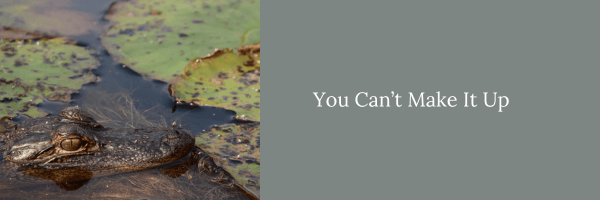 alligator in the Okefenokee swamp