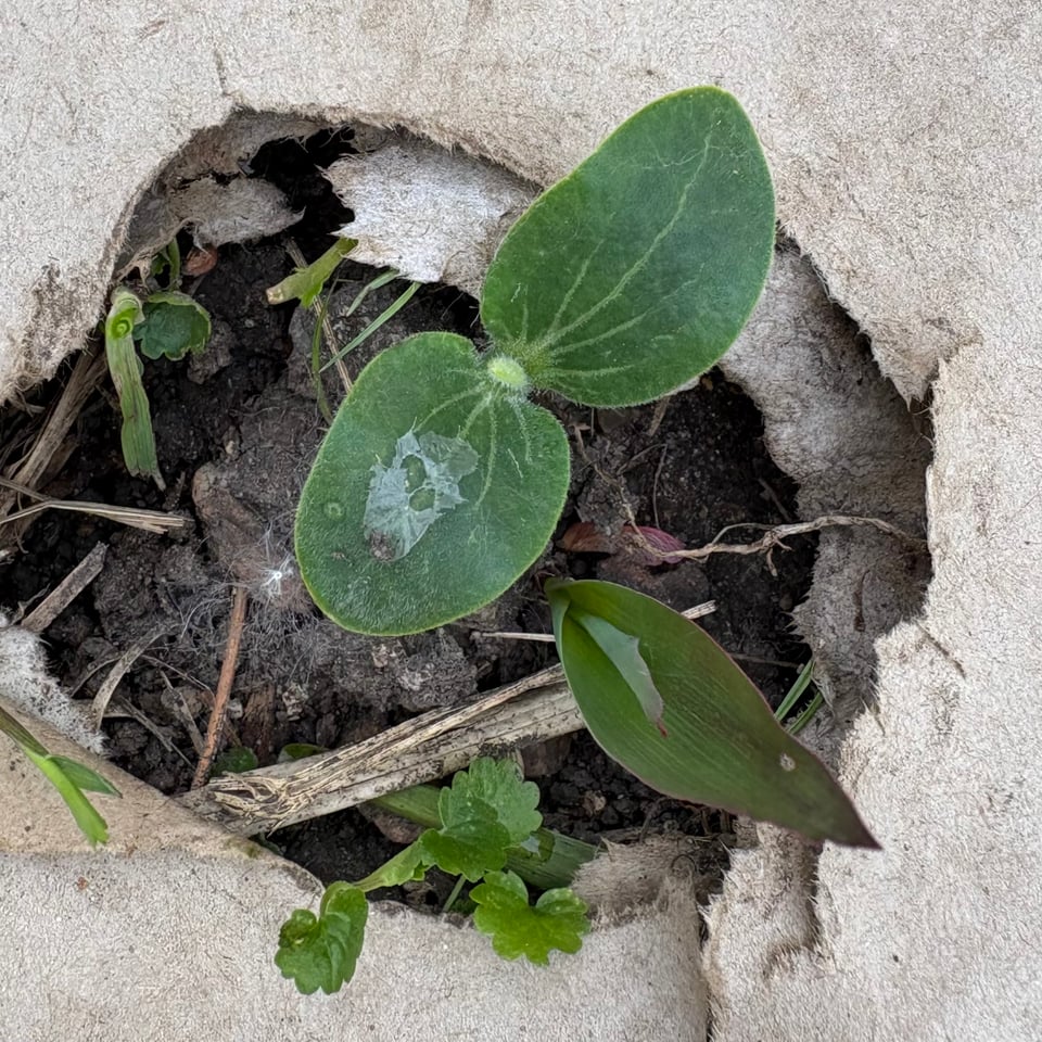 A squash seedling and a corn seedling