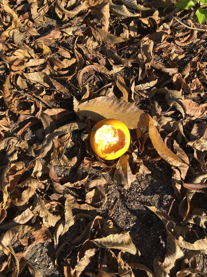 The hollowed shell of an orange sitting on a bed of dried leaves. Something has eaten a hole into the side then gnawed the pulp out.