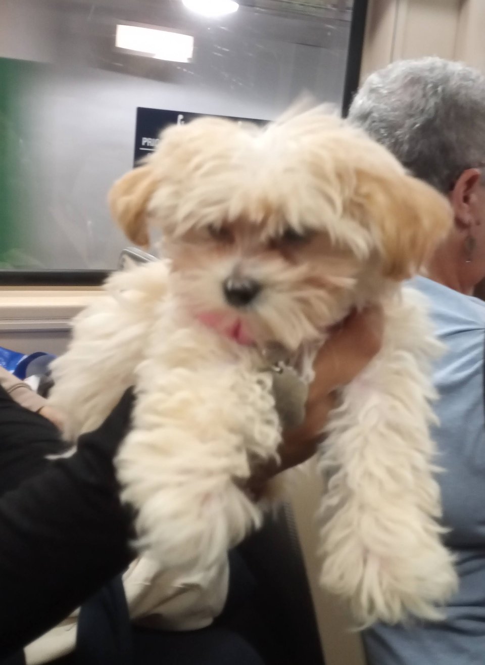 A tiny, tiny dog I met on the T. White a fluffy, held up by its owner when I asked if I could take a pic.