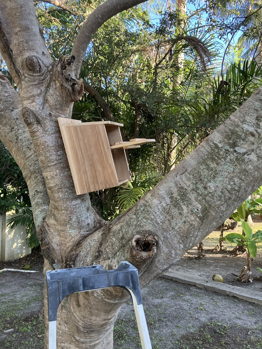 Wooden owl house mounted to a poinciana tree at an angle. There is also a black and white ladder in the foreground