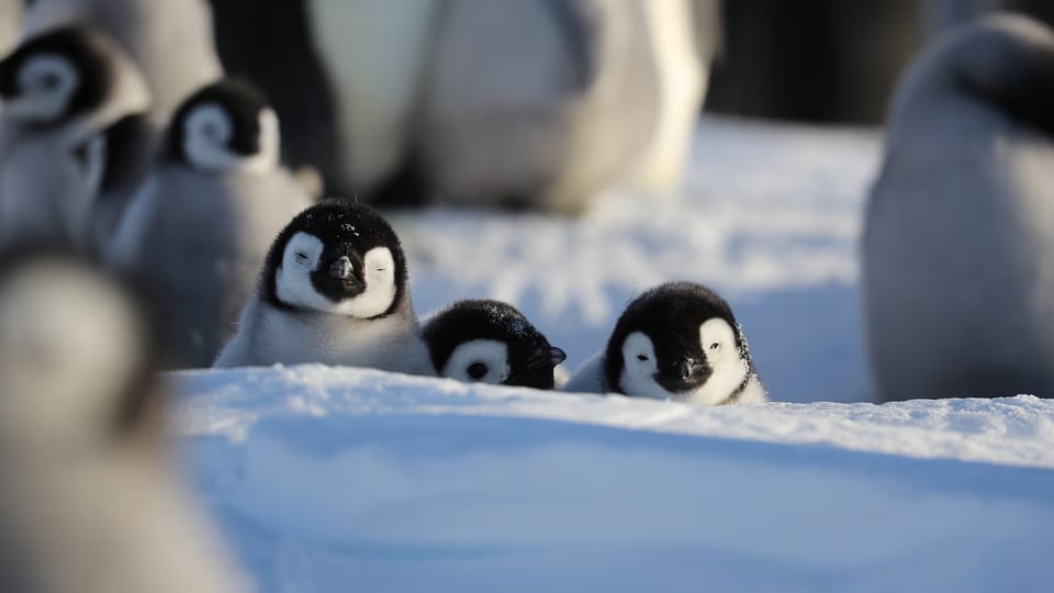 baby penguins peeking over a snowy ridge